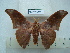  (Orthogonioptilum diabolicum - BC-EST0686)  @14 [ ] Copyright (2010) Unspecified Research Collection of Yves Estradel