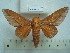  (Adeloneivaia pelias - BC-EST0802)  @14 [ ] Copyright (2010) Unspecified Research Collection of Yves Estradel