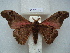 ( - BC-EST0665)  @14 [ ] Copyright (2010) Unspecified Research Collection of Yves Estradel