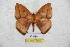  ( - BC-RBP 5654)  @12 [ ] Copyright (2010) Ron Brechlin Research Collection of Ron Brechlin