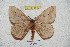  (Pseudodirphia obhuanucensis - BC-RBP 5940)  @13 [ ] Copyright (2010) Ron Brechlin Research Collection of Ron Brechlin