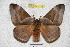  ( - BC-RBP 3788)  @11 [ ] Copyright (2010) Ron Brechlin Research Collection of Ron Brechlin