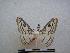  (Heniocha pudorosa - PD-BC-1325)  @15 [ ] Copyright (2010) Unspecified Research Collection of Philippe Darge