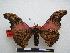  ( - PD-BC-1453)  @14 [ ] Copyright (2010) Unspecified Research Collection of Philippe Darge