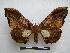  (Cyrtogone - PD-BC-1454)  @14 [ ] Copyright (2010) Unspecified Research Collection of Philippe Darge