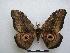  ( - PD-BC-1527)  @14 [ ] Copyright (2010) Unspecified Research Collection of Philippe Darge