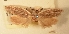  (Catoryctis polysticha - 31-015508)  @11 [ ] Copyright (2011) South Australian Museum South Australian Museum