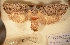 (Cryptophasa melanoscia - 31-000578)  @11 [ ] Copyright (2011) South Australian Museum South Australian Museum