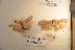  ( - 31-000653)  @11 [ ] Copyright (2011) South Australian Museum South Australian Museum