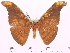  (Antheraea sumatrana - BC-ULP0036)  @15 [ ] Copyright (2010) Unspecified Research Collection of Ulrich and Laela Paukstadt