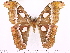  ( - BC-ULP0174)  @14 [ ] Copyright (2010) Unspecified Research Collection of Ulrich and Laela H. Paukstadt