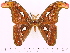 (Attacus atlas - BC-ULP0184)  @15 [ ] Copyright (2010) Unspecified Research Collection of Ulrich and Laela H. Paukstadt
