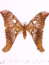  ( - BC-ULP0214)  @11 [ ] Copyright (2010) Unspecified Research Collection of Ulrich and Laela H. Paukstadt
