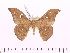 (Cricula elaezia - BC-ULP0354)  @14 [ ] Copyright (2010) Unspecified Research Collection of Ulrich and Laela H. Paukstadt