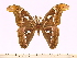  (Attacus suparmani - BC-ULP0383)  @15 [ ] Copyright (2010) Unspecified Research Collection of Ulrich and Laela H. Paukstadt