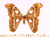  (Attacus dohertyi - BC-ULP0384)  @15 [ ] Copyright (2010) Unspecified Research Collection of Ulrich and Laela H. Paukstadt