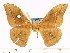  (Antheraea alorensis - BC-ULP0428)  @13 [ ] Copyright (2010) Unspecified Research Collection of Ulrich and Laela H. Paukstadt