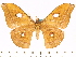  (Antheraea semperi noeli - BC-ULP0455)  @14 [ ] Copyright (2010) Unspecified Research Collection of Ulrich and Laela H. Paukstadt