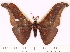  (Antheraea paniki dulangensis - BC-ULP0592)  @14 [ ] Copyright (2010) Unspecified Research Collection of Ulrich and Laela H. Paukstadt