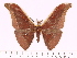  ( - BC-ULP0610)  @14 [ ] Copyright (2010) Unspecified Research Collection of Ulrich and Laela H. Paukstadt