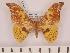 ( - BC-ULP0652)  @15 [ ] Copyright (2010) Unspecified Research Collection of Ulrich and Laela H. Paukstadt