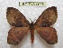  (Hylesia vanschaycki - BC-EvS 0095)  @14 [ ] Copyright (2010) Unspecified Research Collection of Eric Van Schayck