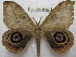  ( - BC-EvS 0103)  @11 [ ] Copyright (2010) Unspecified Research Collection of Eric Van Schayck