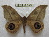  (Leucanella piura - BC-EvS 0108)  @15 [ ] Copyright (2010) Unspecified Research Collection of Eric Van Schayck