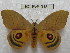  (Hyperchiria orodina - BC-EvS 0151)  @15 [ ] Copyright (2010) Unspecified Research Collection of Eric Van Schayck