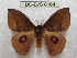  (Gamelia siriae - BC-EvS 0164)  @14 [ ] Copyright (2010) Unspecified Research Collection of Eric Van Schayck