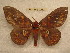  (Procitheronia fenestrata - BC-EvS 0252)  @14 [ ] Copyright (2010) Unspecified Research Collection of Eric Van Schayck