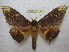  (Citheronioides lamata lamata - BC-EvS 0388)  @13 [ ] Copyright (2010) Unspecified Research Collection of Eric Van Schayck