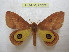  (Automeris parlecourti - BC-EvS 0923)  @14 [ ] Copyright (2010) Eric Van Schayck Unspecified