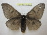  (Automeris styx - BC-EvS 0936)  @14 [ ] Copyright (2010) Eric Van Schayck Unspecified