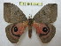  (Automeris montezuma - BC-EvS 0937)  @15 [ ] Copyright (2010) Eric Van Schayck Unspecified