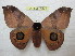  (Automeris angulatus - BC-EvS 1041)  @15 [ ] Copyright (2010) Eric Van Schayck Unspecified