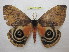  ( - BC-EvS 1085)  @14 [ ] Copyright (2010) Eric Van Schayck Unspecified