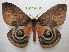  ( - BC-EvS 1093)  @15 [ ] Copyright (2010) Eric Van Schayck Unspecified