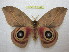  (Automeris metzli - BC-EvS 1102)  @14 [ ] Copyright (2010) Eric Van Schayck Unspecified