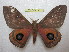  ( - BC-EvS 1132)  @14 [ ] Copyright (2010) Eric Van Schayck Unspecified