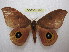  (Automeris innoxia - BC-EvS 1150)  @14 [ ] Copyright (2010) Eric Van Schayck Research Collection of Eric Van Schayck