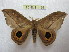  ( - BC-EvS 1155)  @14 [ ] Copyright (2010) Eric Van Schayck Research Collection of Eric Van Schayck