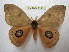  ( - BC-EvS 1184)  @11 [ ] Copyright (2010) Eric Van Schayck Research Collection of Eric Van Schayck