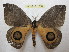  ( - BC-EvS 1210)  @14 [ ] Copyright (2010) Eric Van Schayck Research Collection of Eric Van Schayck