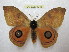  ( - BC-EvS 1245)  @13 [ ] Copyright (2010) Eric Van Schayck Research Collection of Eric Van Schayck