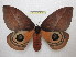  ( - BC-EvS 1252)  @11 [ ] Copyright (2010) Eric Van Schayck Research Collection of Eric Van Schayck