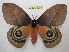  ( - BC-EvS 1253)  @11 [ ] Copyright (2010) Eric Van Schayck Research Collection of Eric Van Schayck
