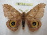  ( - BC-EvS 1309)  @13 [ ] Copyright (2010) Eric Van Schayck Research Collection of Eric Van Schayck