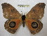  ( - BC-EvS 1317)  @14 [ ] Copyright (2010) Eric Van Schayck Research Collection of Eric Van Schayck