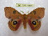  ( - BC-EvS 1341)  @13 [ ] Copyright (2010) Eric Van Schayck Research Collection of Eric Van Schayck